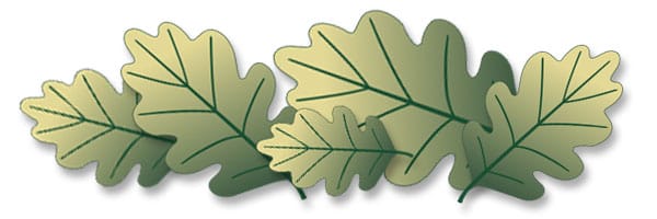 leaves